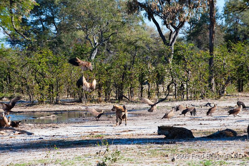 20090617_160610 D3 (1) X1.jpg - Hyena Feeding Frenzy, Part 2.  The vultures have come and are waiting for their turn.  The hyenas chase them away when they get too close